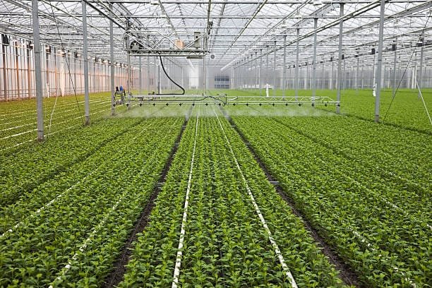 An automated irrigation system sprays water over long rows of green plants growing in a large commercial greenhouse.