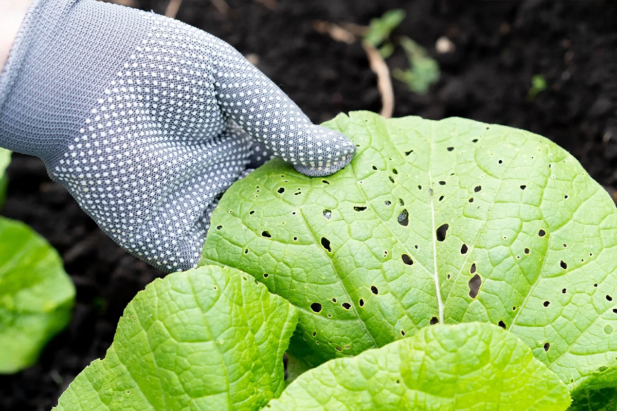 garden pest control services in saudi arbaia
